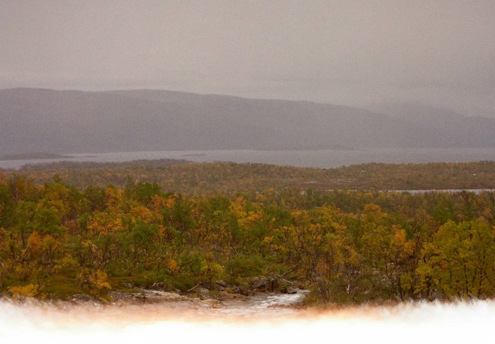 Sumuinen metsä aamuvalossa