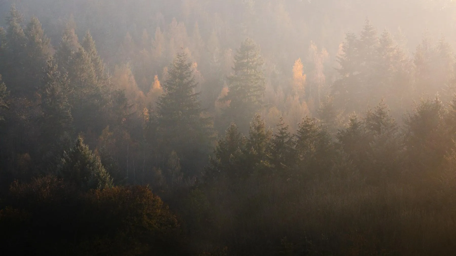 Sumuinen metsärinne lämpimässä valossa